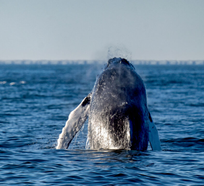 Humpback Dorsal COVER