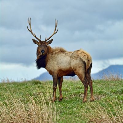 An elk standing on a grass with the Virginia Blue Ridge Mountains in the distance.