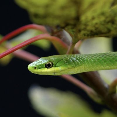 Green Snake in habitat.